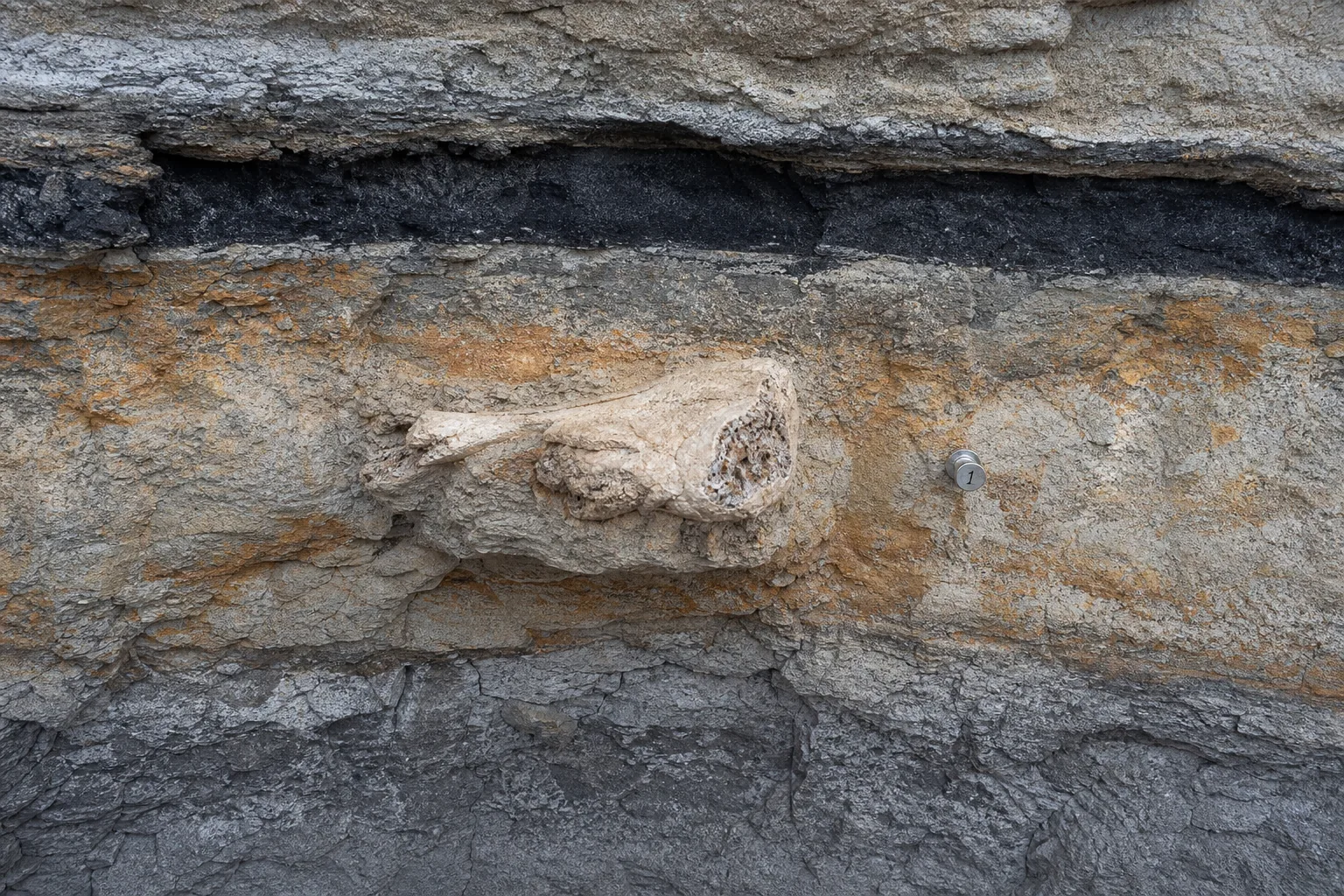 Fossil bone fragment embedded in a marked sandstone bluff face